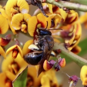 Leioproctus sp. (genus) at Mongarlowe, NSW - suppressed