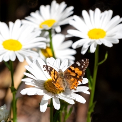 Vanessa kershawi (Australian Painted Lady) at Penrose - 25 Oct 2023 by Aussiegall