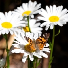 Vanessa kershawi (Australian Painted Lady) at Penrose, NSW - 25 Oct 2023 by Aussiegall