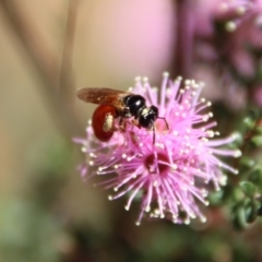 Exoneura sp. (genus) (A reed bee) at Mongarlowe River - 28 Oct 2023 by LisaH