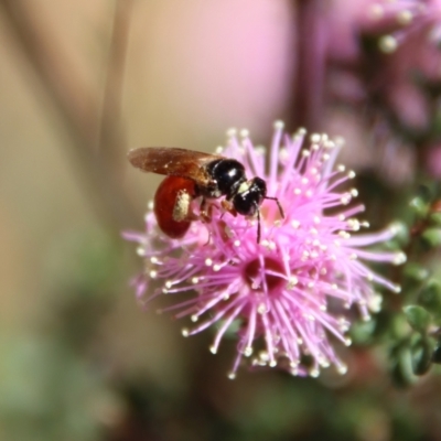 Exoneura sp. (genus) (A reed bee) at Mongarlowe, NSW - 28 Oct 2023 by LisaH