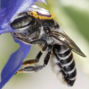 Megachile (Eutricharaea) sp. (genus & subgenus) at Murrumbateman, NSW - 28 Oct 2023