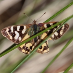 Argynnina cyrila (Forest Brown, Cyril's Brown) at Mongarlowe, NSW - 28 Oct 2023 by LisaH