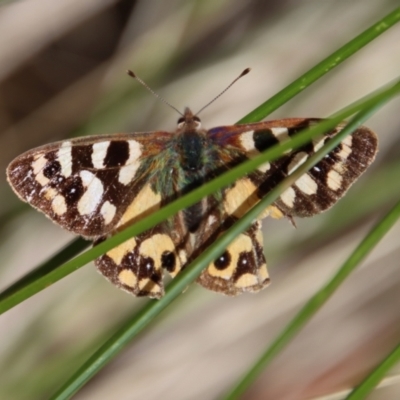 Argynnina cyrila (Forest Brown, Cyril's Brown) at Mongarlowe, NSW - 28 Oct 2023 by LisaH