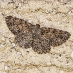 Unverified Moth (Lepidoptera) by Aussiegall