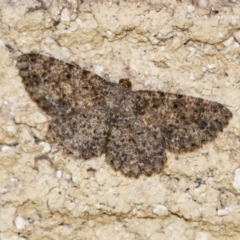 Unidentified Moth (Lepidoptera) by Aussiegall