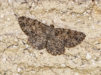 Unidentified Moth (Lepidoptera) at Penrose, NSW - 26 Oct 2023 by Aussiegall