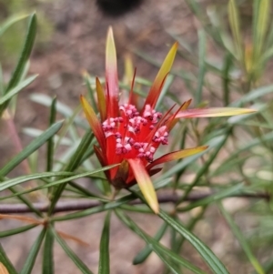 Lambertia formosa at Mulgoa, NSW - 28 Oct 2023