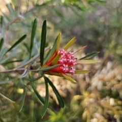 Lambertia formosa at Mulgoa, NSW - 28 Oct 2023