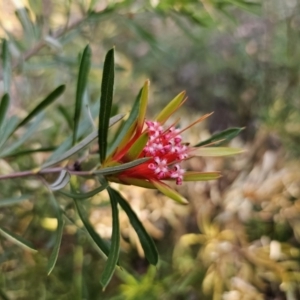 Lambertia formosa at Mulgoa, NSW - 28 Oct 2023 06:17 PM