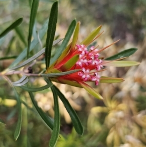 Lambertia formosa at Mulgoa, NSW - 28 Oct 2023