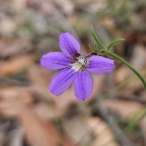 Scaevola ramosissima at Mulgoa, NSW - 28 Oct 2023