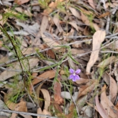 Scaevola ramosissima at Mulgoa, NSW - 28 Oct 2023 06:14 PM