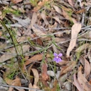Scaevola ramosissima at Mulgoa, NSW - 28 Oct 2023 06:14 PM