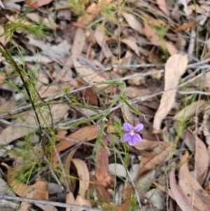 Scaevola ramosissima at Mulgoa, NSW - 28 Oct 2023