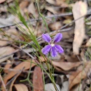 Scaevola ramosissima at Mulgoa, NSW - 28 Oct 2023