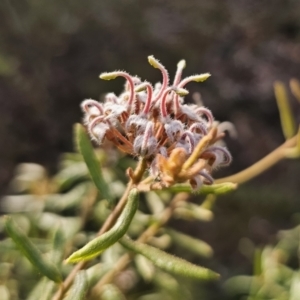 Grevillea phylicoides at Mulgoa, NSW - 28 Oct 2023