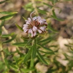 Grevillea phylicoides at Mulgoa, NSW - 28 Oct 2023