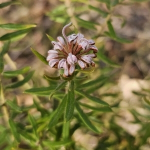 Grevillea phylicoides at Mulgoa, NSW - 28 Oct 2023