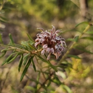 Grevillea phylicoides at Mulgoa, NSW - 28 Oct 2023