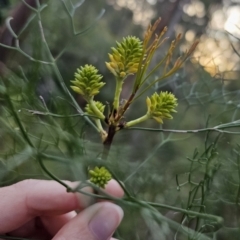 Petrophile pedunculata (Conesticks) at Blue Mountains National Park - 28 Oct 2023 by Csteele4