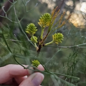 Petrophile pedunculata at Mulgoa, NSW - suppressed