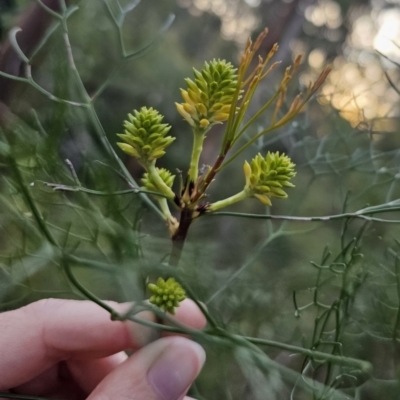 Petrophile pedunculata (Conesticks) at Mulgoa, NSW - 28 Oct 2023 by Csteele4