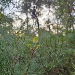 Petrophile pedunculata at Mulgoa, NSW - suppressed