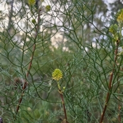 Petrophile pedunculata at Mulgoa, NSW - suppressed