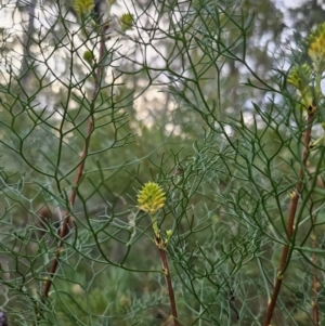 Petrophile pedunculata at Mulgoa, NSW - 28 Oct 2023