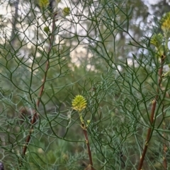 Petrophile pedunculata at Mulgoa, NSW - 28 Oct 2023