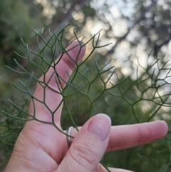 Petrophile pedunculata at Mulgoa, NSW - suppressed