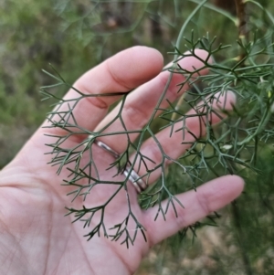 Petrophile pedunculata at Mulgoa, NSW - suppressed