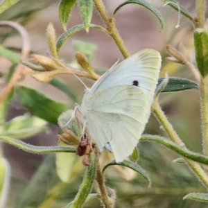 Pieris rapae at Blue Mountains National Park - 28 Oct 2023 06:21 PM