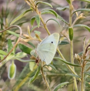 Pieris rapae at Blue Mountains National Park - 28 Oct 2023