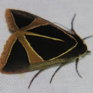 Agamana conjungens at Sheldon, QLD - suppressed