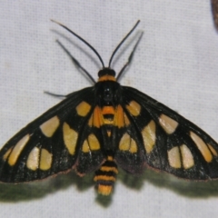 Amata (genus) (Handmaiden Moth) at Sheldon, QLD - 13 Oct 2007 by PJH123