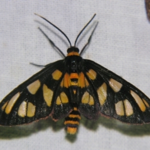 Amata (genus) at Sheldon, QLD - suppressed