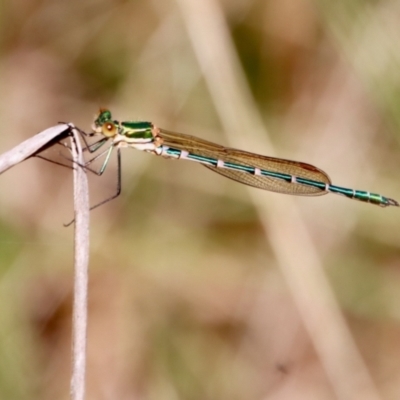 Austrolestes cingulatus (Metallic Ringtail) at Mongarlowe, NSW - 28 Oct 2023 by LisaH