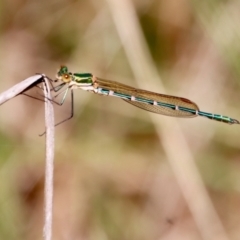 Austrolestes cingulatus (Metallic Ringtail) at QPRC LGA - 28 Oct 2023 by LisaH