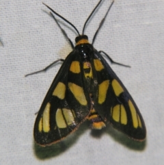 Amata (genus) (Handmaiden Moth) at Sheldon, QLD - 13 Oct 2007 by PJH123