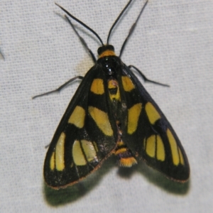 Amata (genus) at Sheldon, QLD - 13 Oct 2007