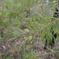 Persoonia linearis (Narrow-leaved Geebung) at Blue Mountains National Park - 28 Oct 2023 by Csteele4