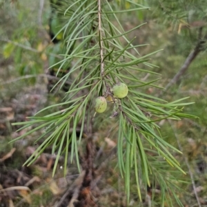 Persoonia linearis at Mulgoa, NSW - 28 Oct 2023