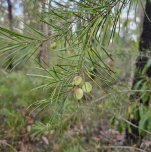 Persoonia linearis at Mulgoa, NSW - 28 Oct 2023