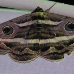 Donuca rubropicta (White Banded Noctuid Moth) at Sheldon, QLD - 13 Oct 2007 by PJH123