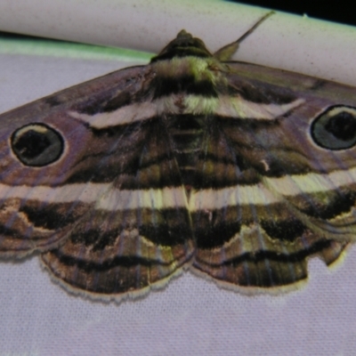 Donuca rubropicta (White Banded Noctuid Moth) at Sheldon, QLD - 13 Oct 2007 by PJH123