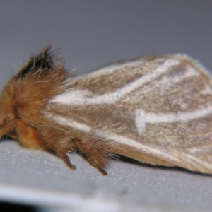 Ochrogaster lunifer at Sheldon, QLD - suppressed