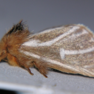 Ochrogaster lunifer (Bag-shelter moth) at Sheldon, QLD - 13 Oct 2007 by PJH123