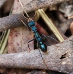 Myrmecia tarsata at Mongarlowe, NSW - 28 Oct 2023